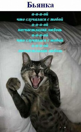 Коты поют песни (26 фото)