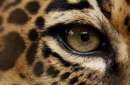 Такие разные глаза животных