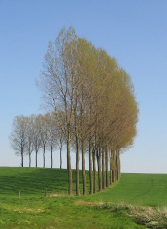 Такие разные деревья