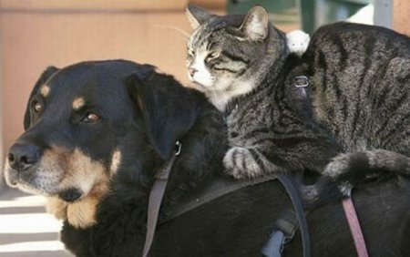 Собачья и кошачья жизнь