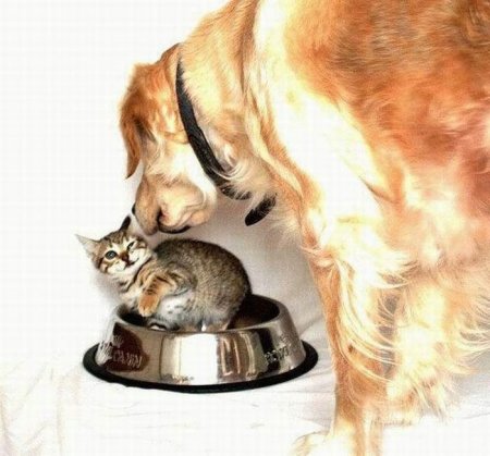 Собачья и кошачья жизнь