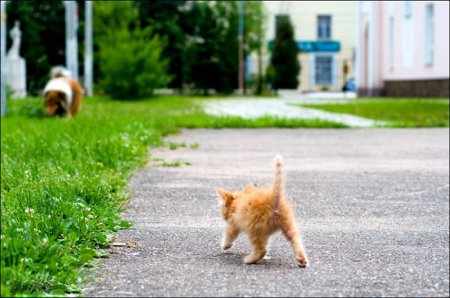 Прогулка рыжего котенка