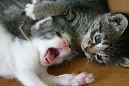 Зевающие котята