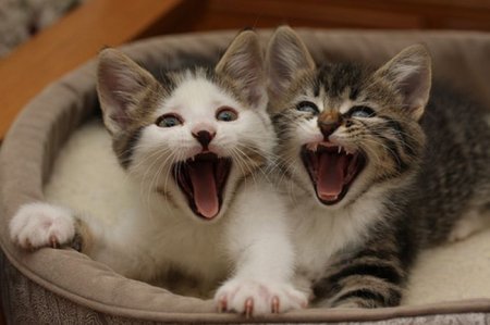 Зевающие котята