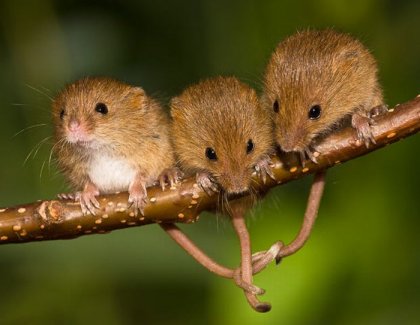 Мышки полевые