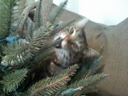 Кошки в елках