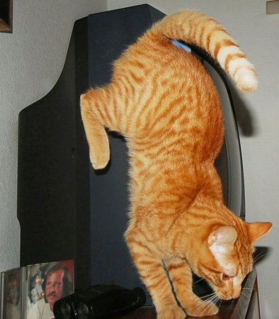 Коты-гимнасты