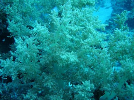 Коралловые деревья