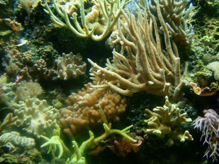 Коралловые деревья