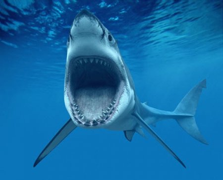 Удивительные и страшные находки в желудке акулы