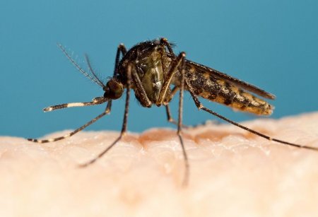 Интересные факты о комарах