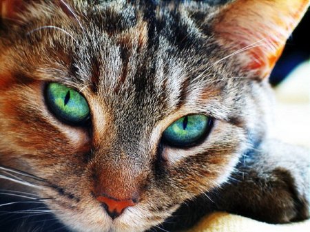Кошкины глаза