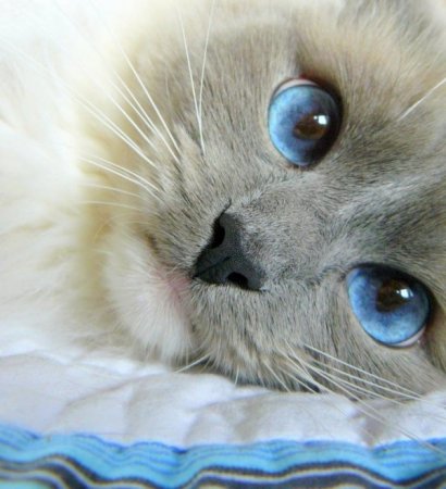 Кошкины глаза