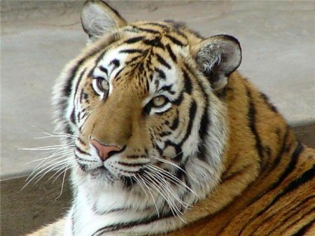 25 сентября 2011 - С Днем Тигра!!!