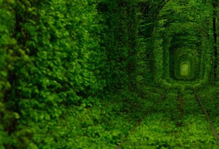 Тоннель любви в местечке Клевань, Украина
