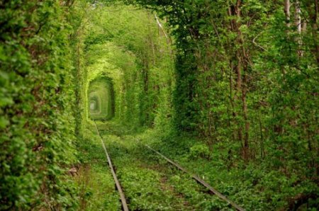 Тоннель любви в местечке Клевань, Украина