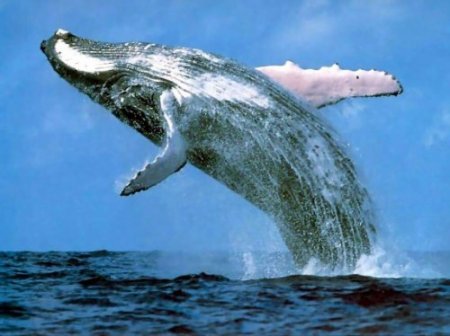 Лучшие места, где можно встретить китов