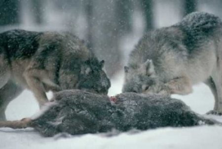 Факты о волках