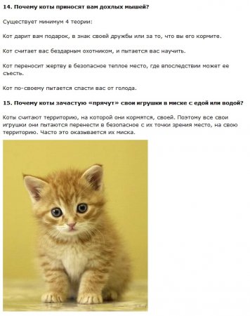 Факты про котов
