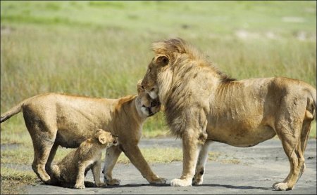 Семейка львов