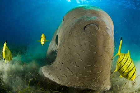 Удивительные фотоработы подводного мира Стива Блума