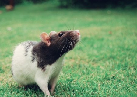 Неподражаемые крысы