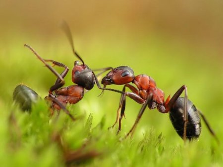 Рабочий день муравья