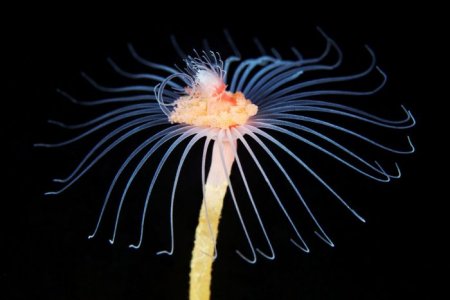 Удивительные обитатели подводного мира