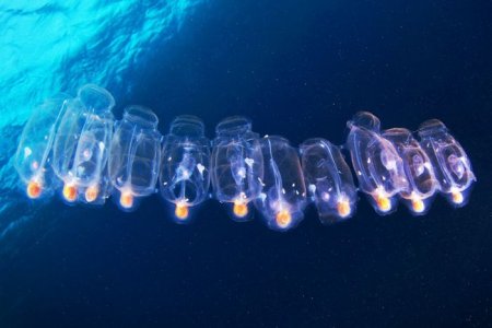 Удивительные обитатели подводного мира