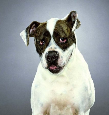 Профессиональные фотопортреты собак от фотографа Jill Greenberg