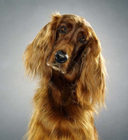Профессиональные фотопортреты собак от фотографа Jill Greenberg