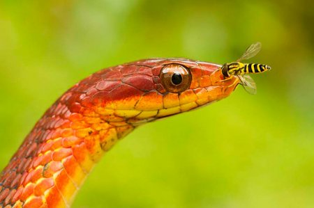 Восхитительные змеи
