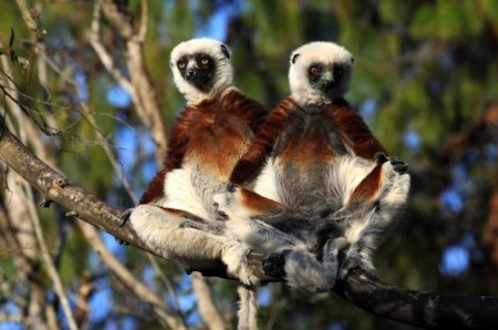 Мадагаскарские лемуры в фотографиях Паоло Торкио