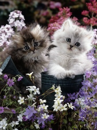 Кошки в цветах