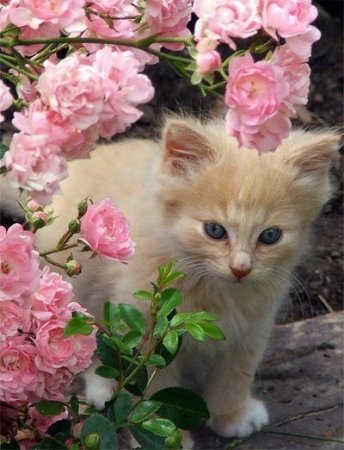 Кошки в цветах